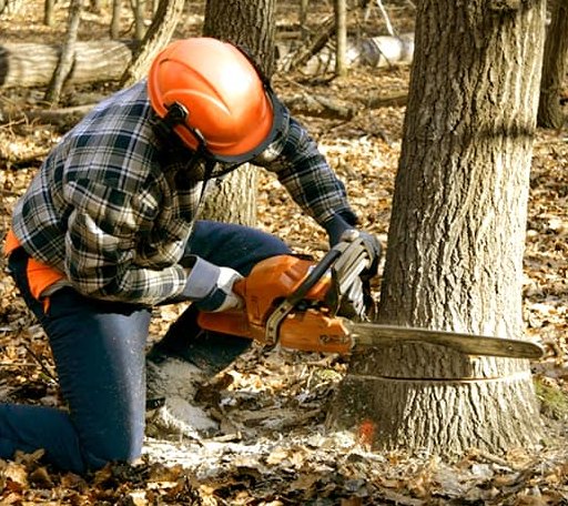 Tree Removal in Long Beach, WA